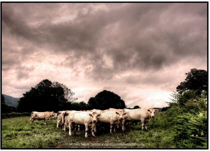 Website dump alle bestanden-630