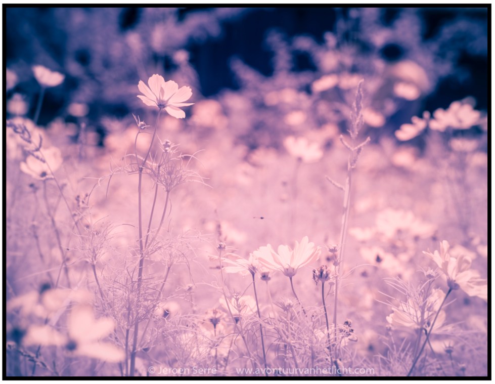 Vogesen & Ardennen-08